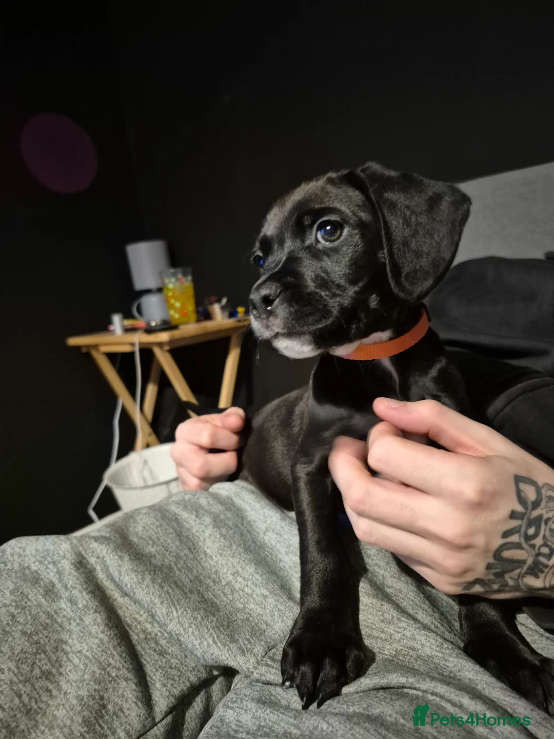 Mixed Breed dogs for sale: Black Bullmastiff BOY X Springer Spaniel  - Advert 9