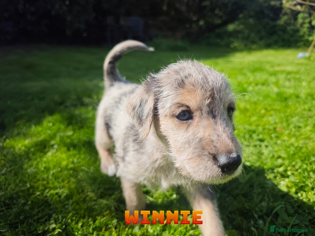Mixed Breed dogs for sale: Parson Russell Cross Puppies  - Image 19