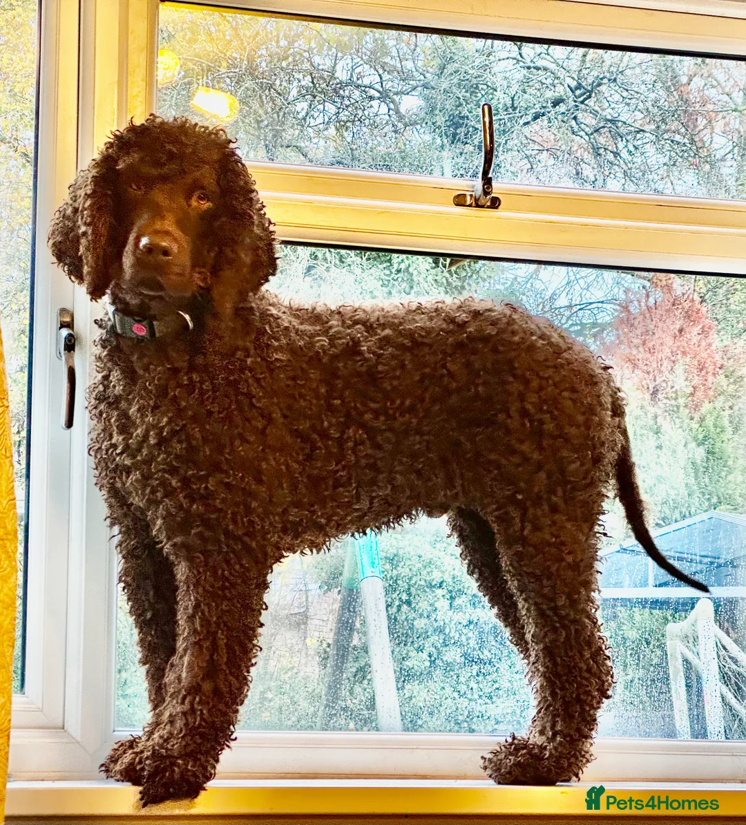 Irish Water Spaniel dogs for sale: Just 1 female Irish Water Spaniel  - Advert 11