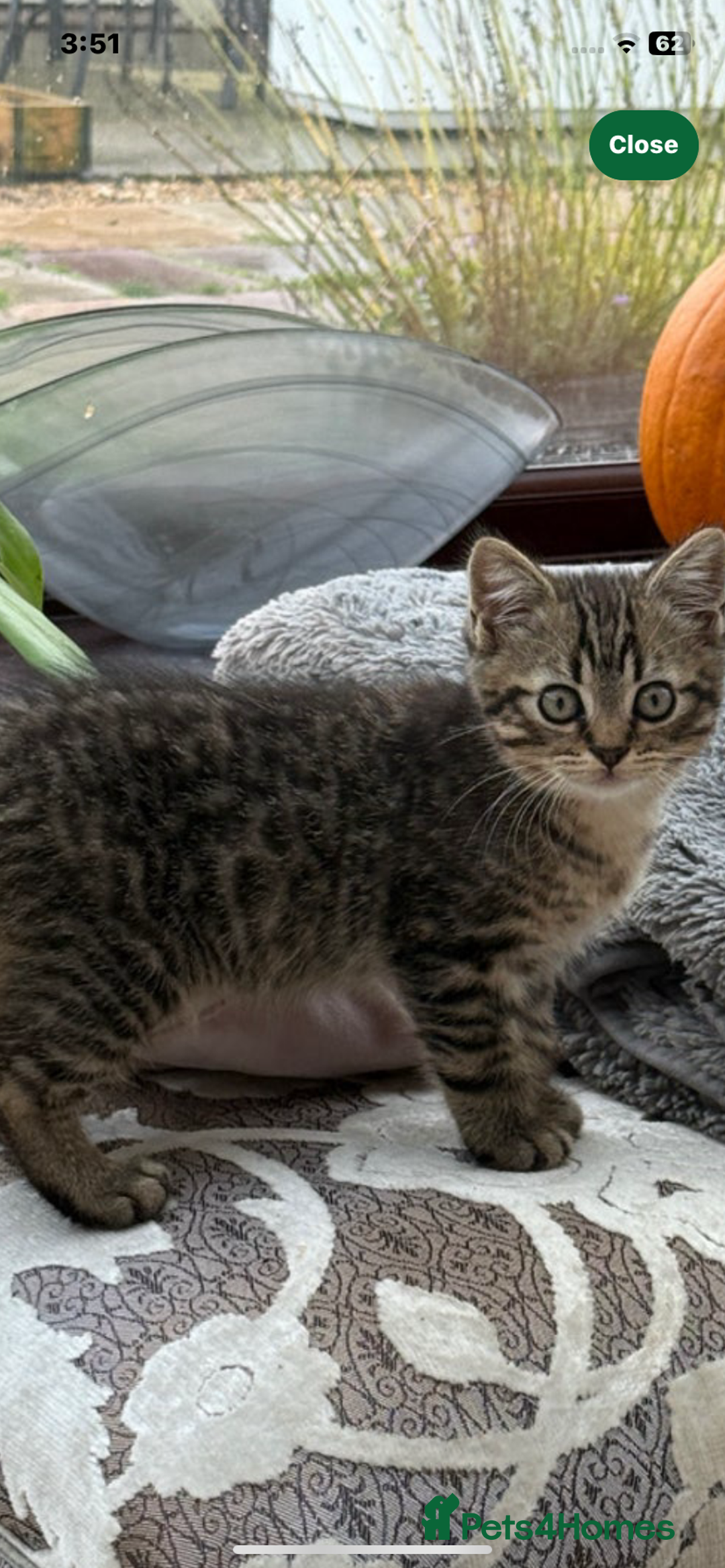 Persian cats for sale: Persian chinchilla x bengal - Image 3