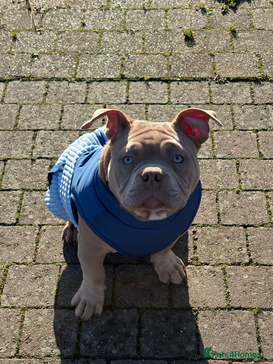 American Bully dogs for sale: Pocket American bully  - Advert 2