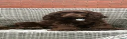 Cocker Spaniel dogs for sale: *SHOW TYPE COCKER SPANIEL PUPPIES* in Walsall - Advert 13