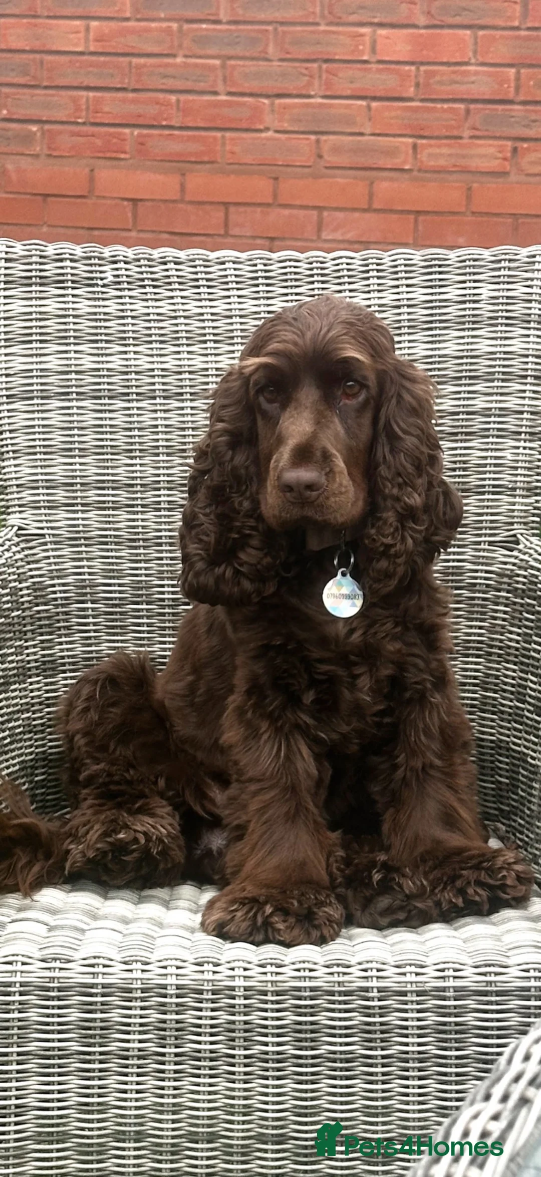 Cocker Spaniel dogs for sale: *SHOW TYPE COCKER SPANIEL PUPPIES* in Walsall - Advert 13
