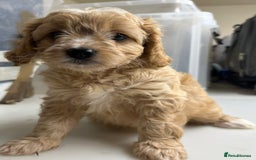 Cavapoo dogs for sale: Beautiful fully DNA tested Cavapoo's  - Image 5