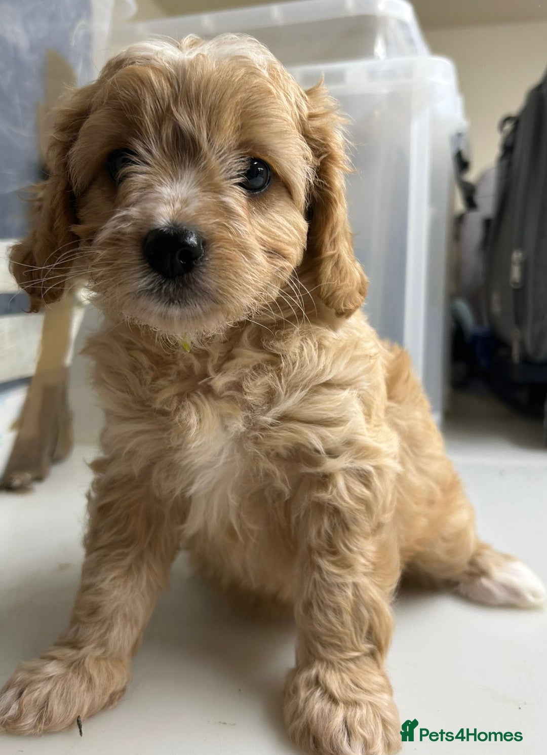 Cavapoo dogs for sale: Beautiful fully DNA tested Cavapoo's  - Image 5