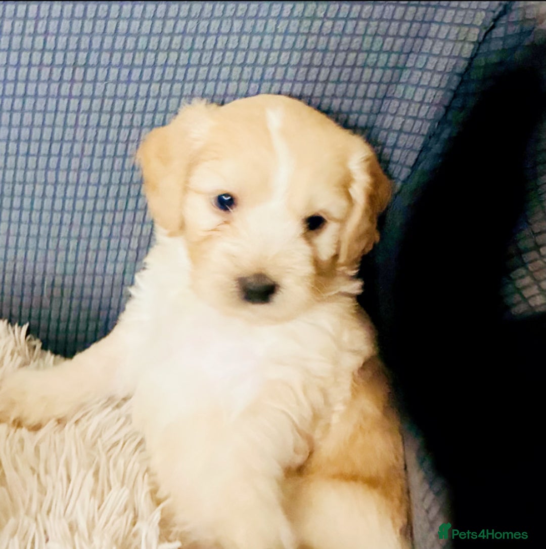 Mixed Breed dogs for sale: 6 Stunning Cock-a-chon puppies  - Advert 24