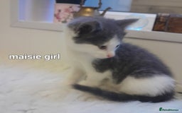 Siamese cats for sale: Bi colour blue and white kittens - Image 21