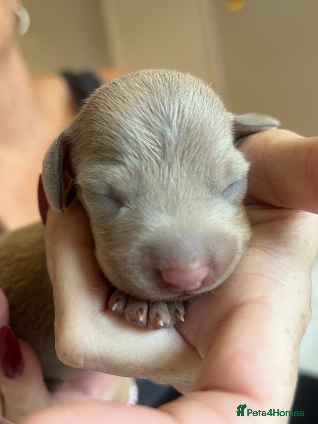 Miniature Dachshund dogs for sale: Beautiful litter of miniature dachshund  - Advert 22