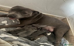 Staffordshire Bull Terrier dogs for sale: ✨ Blue Staffy Pups – Happy, Healthy & Loving!  - Image 1