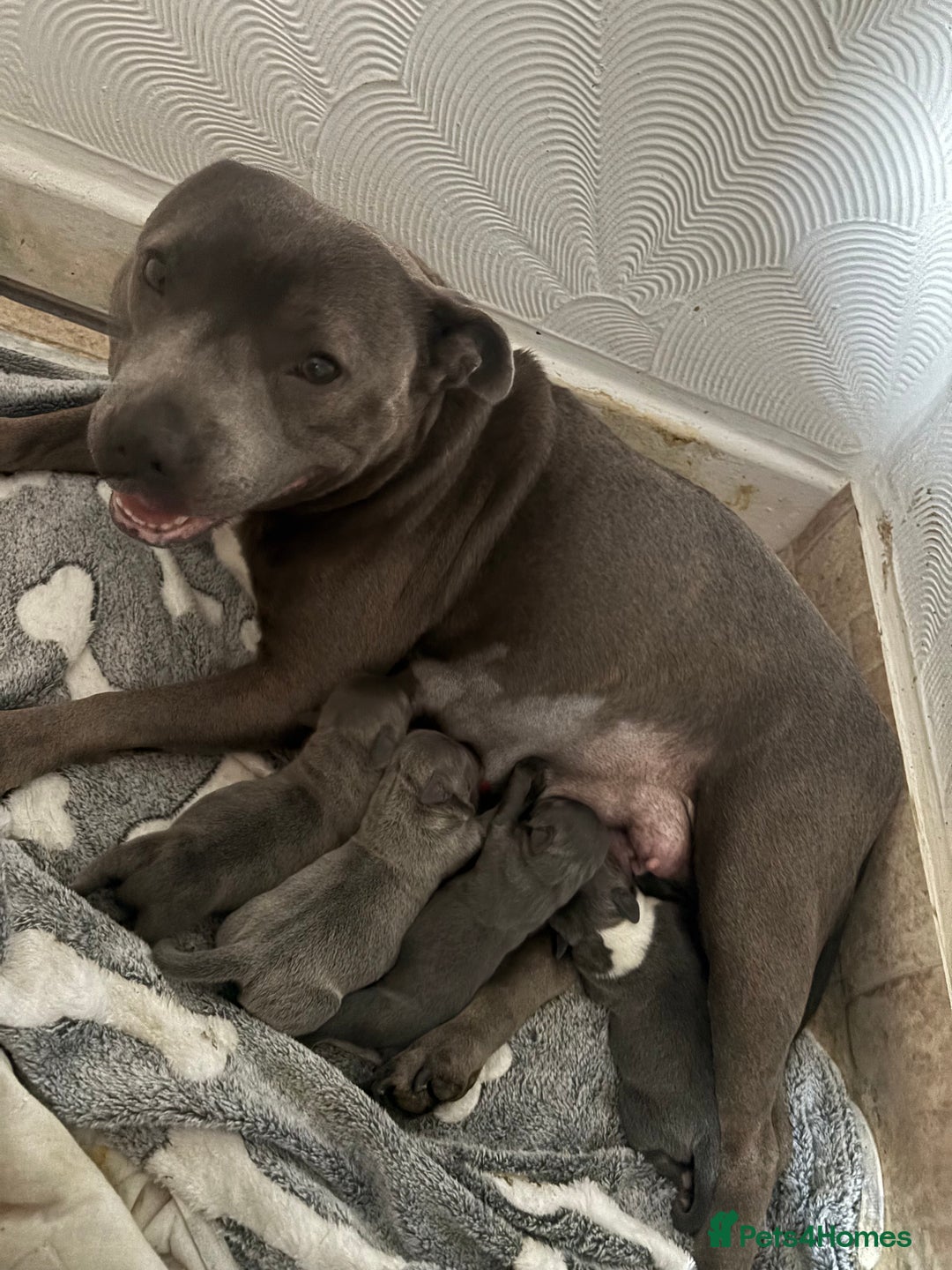Staffordshire Bull Terrier dogs for sale: ✨ Blue Staffy Pups – Happy, Healthy & Loving!  - Image 1