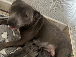 Staffordshire Bull Terrier dogs - Advert 29