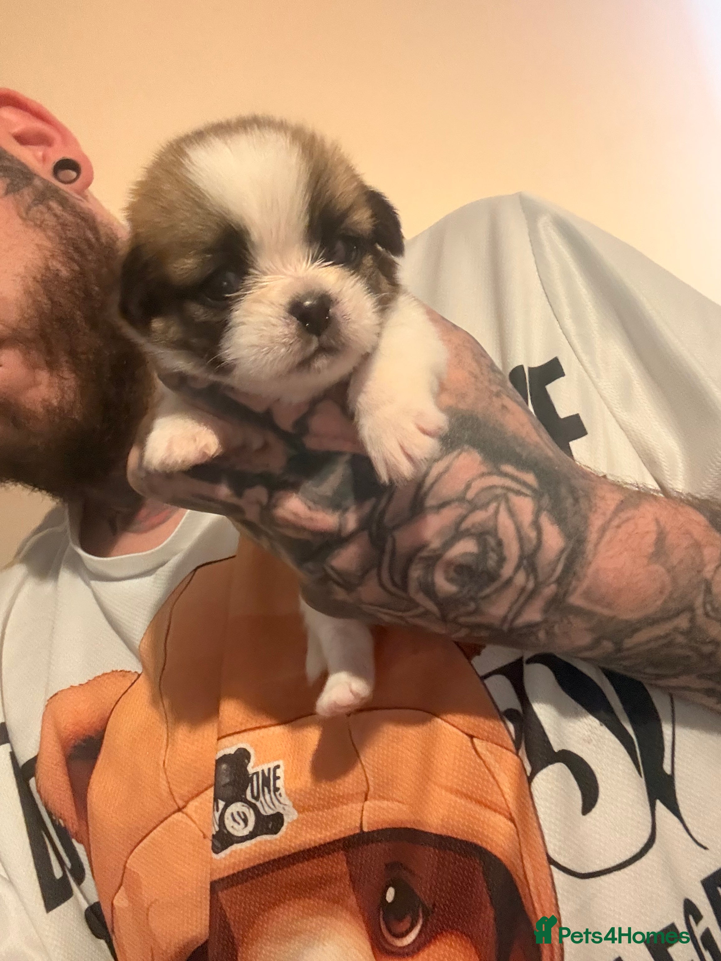 Shih Tzu dogs 1 beautiful shih-tzu boy pup left - Advert 5