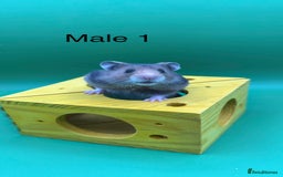 Hamster rodents for sale: Adorable baby Syrian hamsters  - Image 1