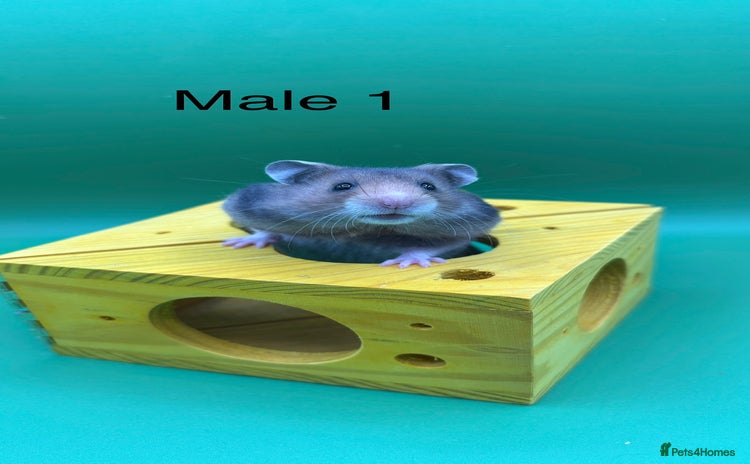 Hamster rodents - Advert 8