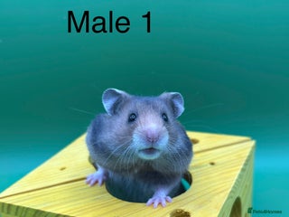 Hamster rodents for sale - Advert 1