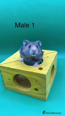 Hamster rodents - Advert 1