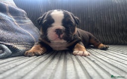 English Bulldog dogs for sale: Last boy left REDUCED  - Image 9