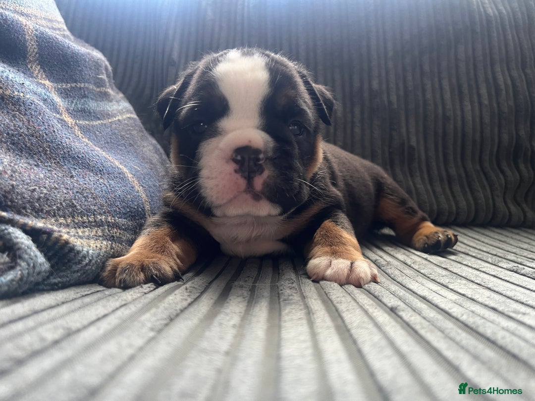 English Bulldog dogs for sale: Last boy left REDUCED  - Image 9