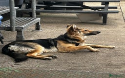 German Shepherd dogs for sale: Lyla, 1 year old German Shephard  - Image 3