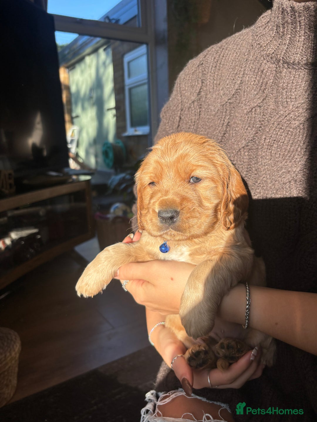 Cocker Spaniel dogs for sale: Cocker spaniels  - Image 4