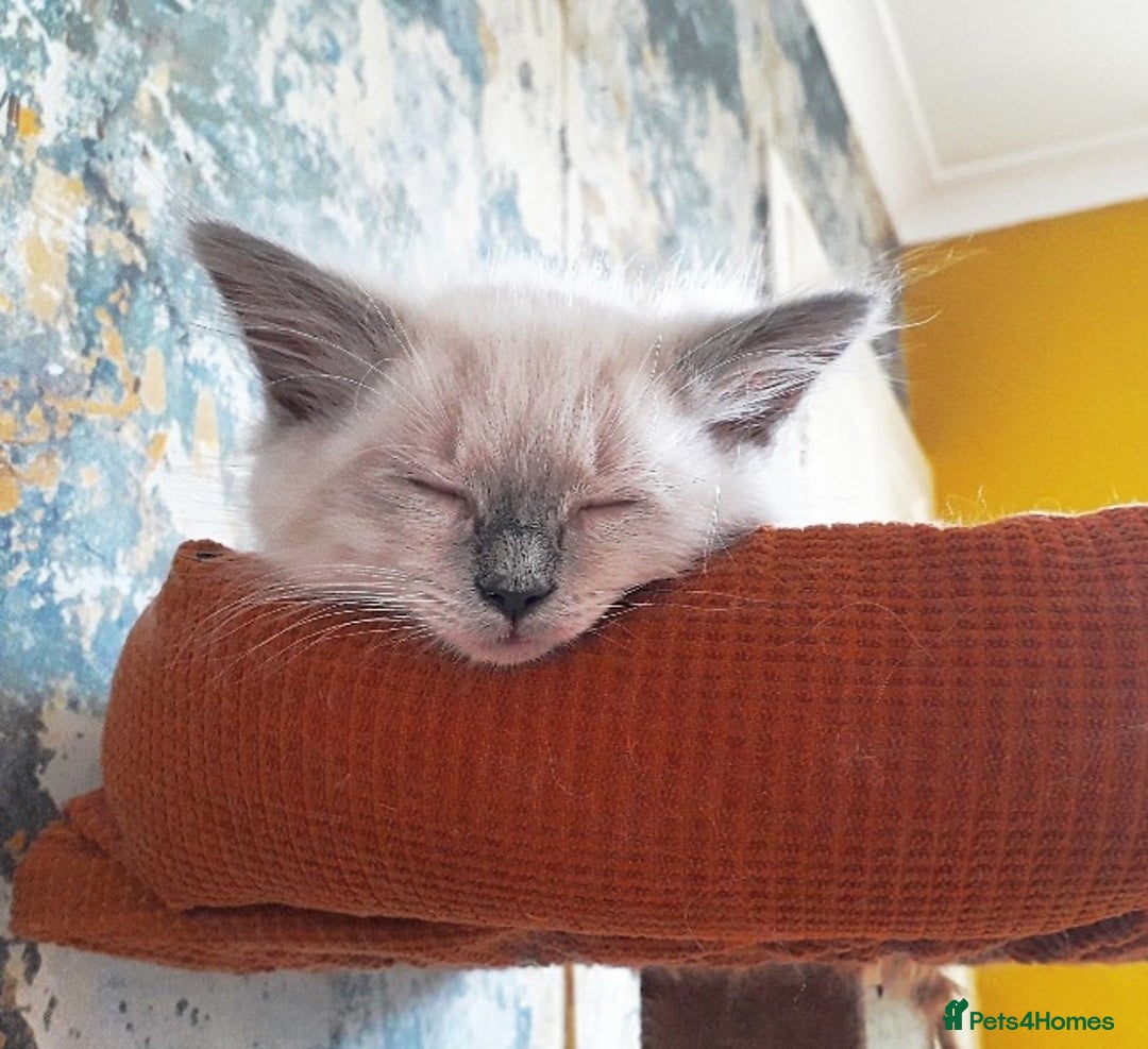 Ragdoll cats for sale: Maincoon ×Ragdoll (Ragcoon) kittens  - Image 30