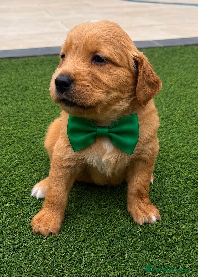 Golden Retriever dogs KC Dark Golden Retrievers 🧬 Health Tested Parents - Advert 2