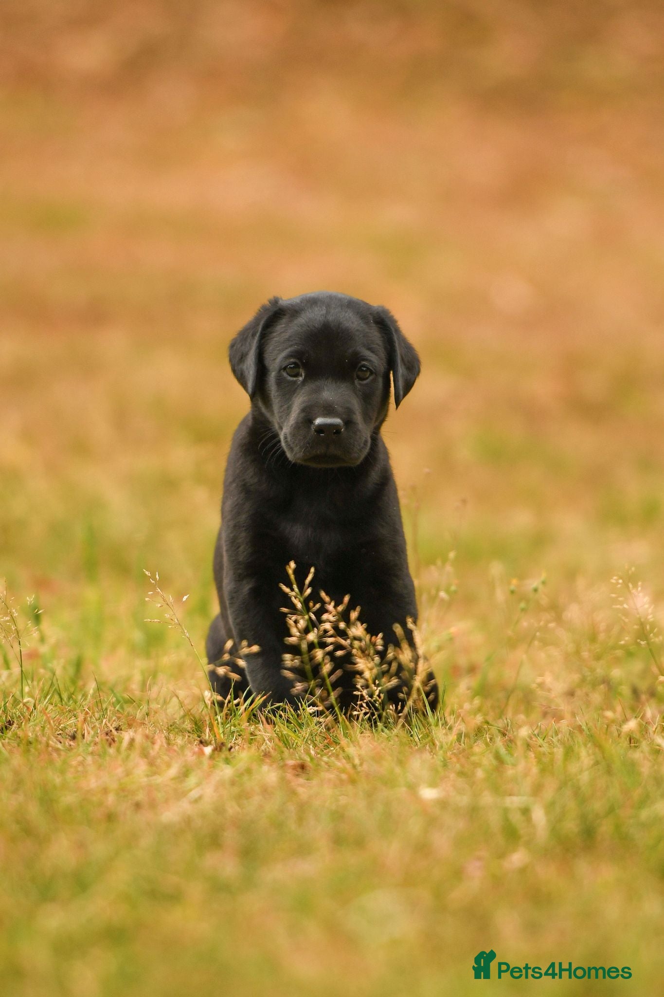 Labrador Retriever dogs Lovely Black Labrador boy puppy available - Advert 5