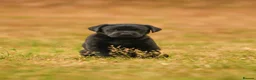 Labrador Retriever dogs for sale: Lovely Black Labrador boy puppy available in Bures - Advert 1