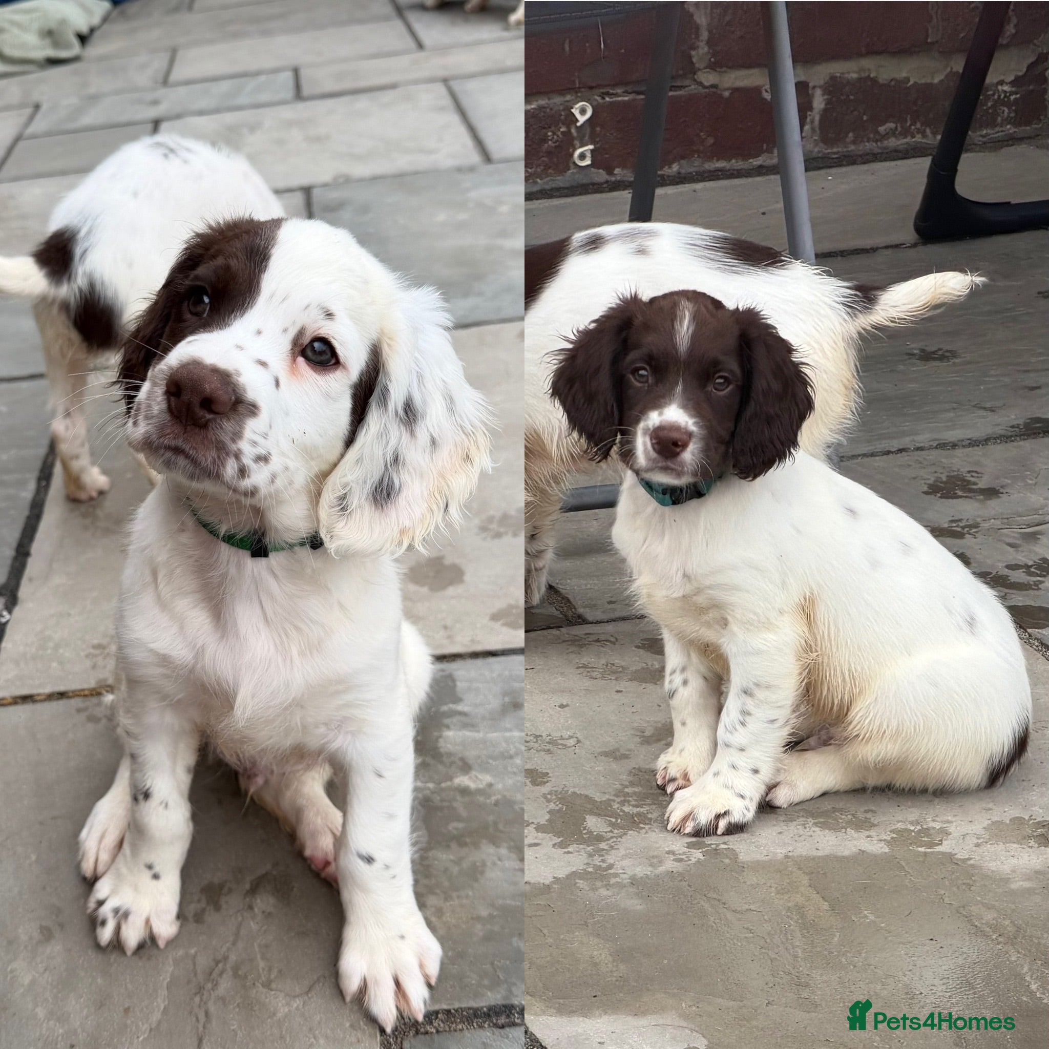 English Springer Spaniel dogs *2 Boys Left* English Springer Spaniel Pups - Advert 1