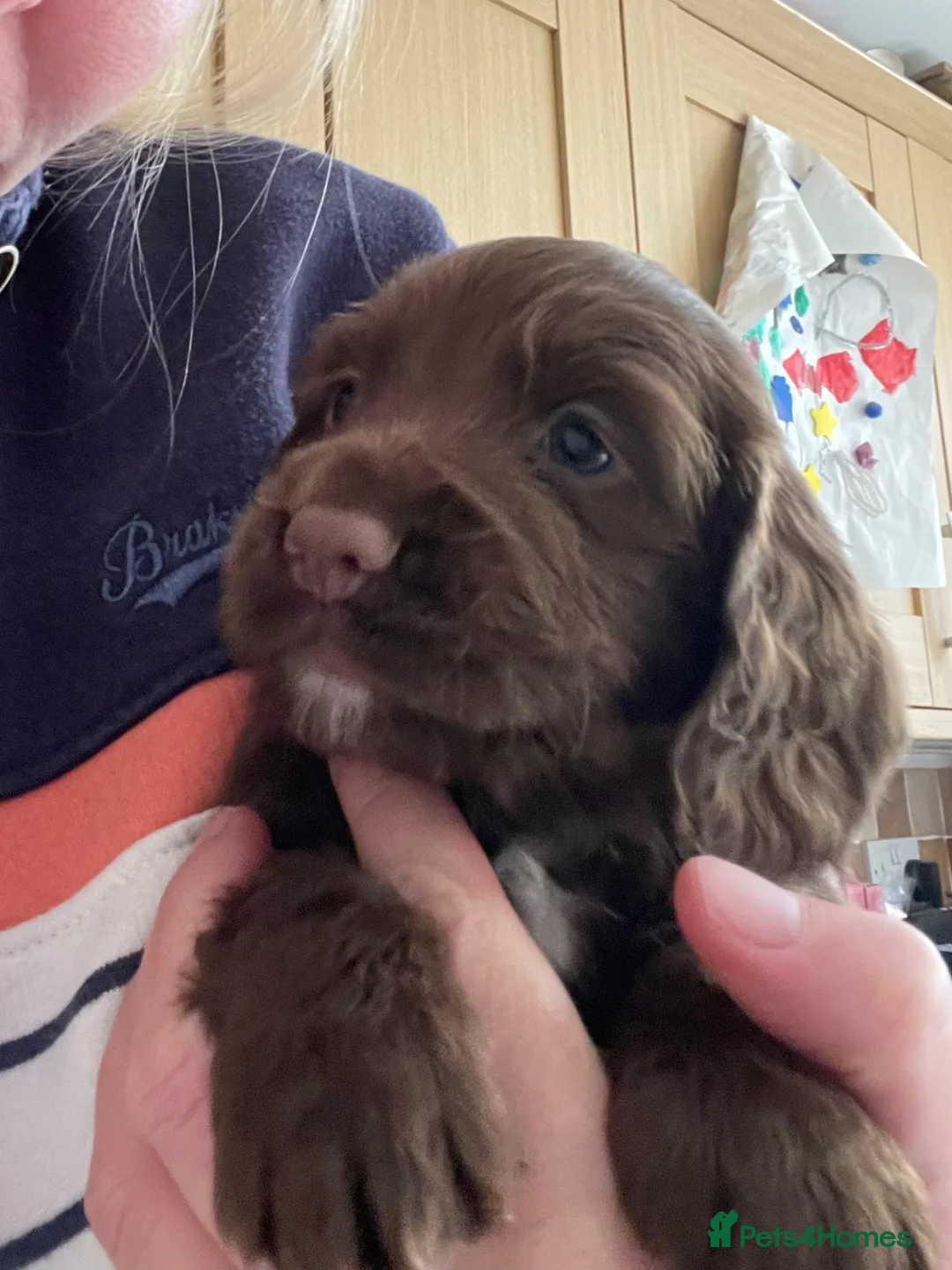 Cocker Spaniel dogs for sale: Working cocker spaniels in Cheltenham - Advert 2