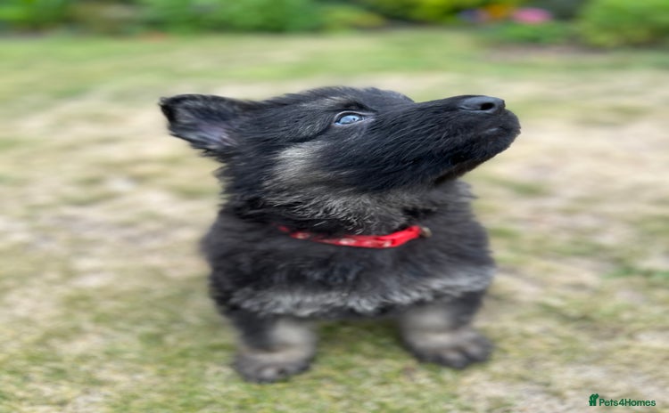 German Shepherd dogs - Advert 4