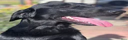 Flat coated Retriever dogs for sale: Flat Coated Retriever Puppies   - Advert 4