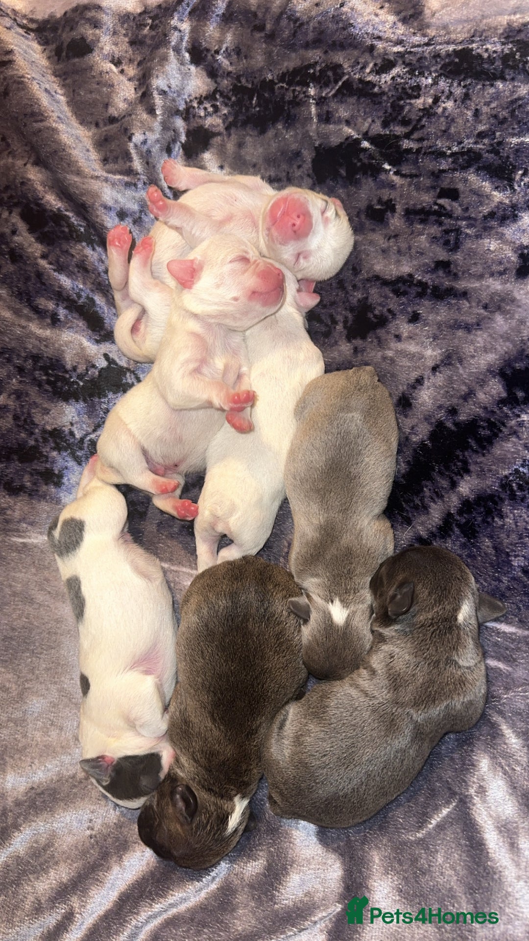 French Bulldog dogs for sale: French bulldog puppies - Image 9