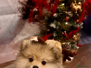 Pomeranian dogs Pomeranian Puppies – Ready Now - Advert 14