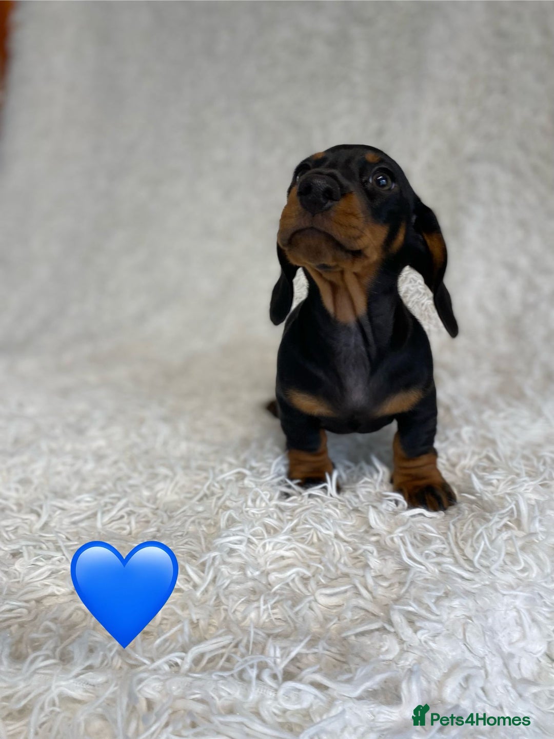 Miniature Dachshund dogs for sale: Miniature duscuhund  - Image 16