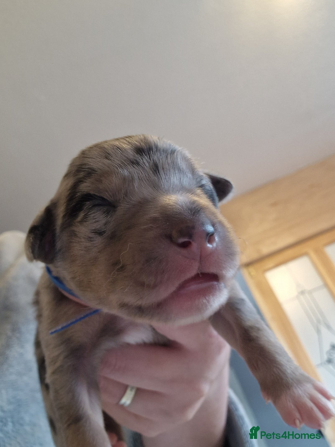 Mixed Breed dogs for sale: Kelpie x Collie Puppies  - Image 5