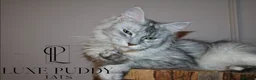 Maine Coon cats for sale: ⚜️ black smoke maine coon queen ⚜️ - Advert 3