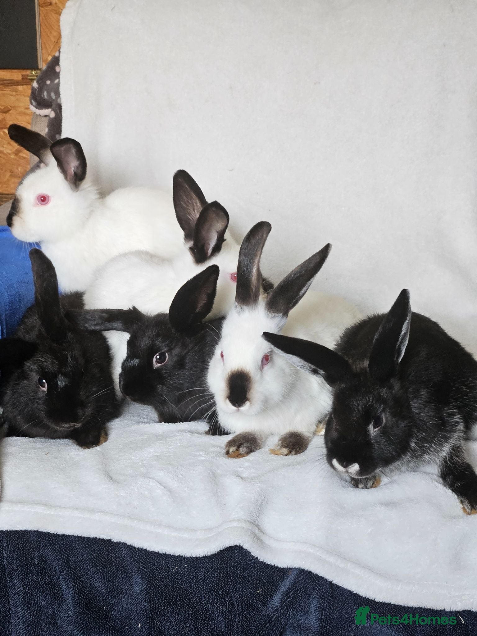 Californian rabbits Californian bunnies - Advert 1