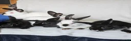 Californian rabbits for sale: Californian bunnies - Advert 1