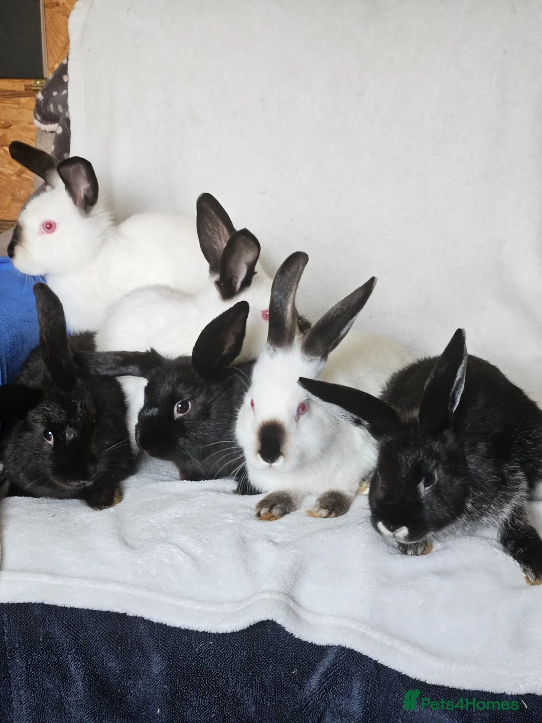 Californian rabbits for sale: Californian bunnies - Advert 1