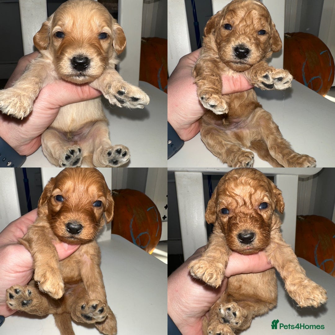 Goldendoodle dogs for sale: Miniature Goldendoodles - Ready Mid December  - Advert 20
