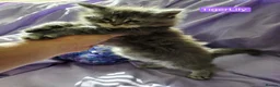 Maine Coon cats for sale: Pure maincoons ready 17/10/26 in Market Drayton - Advert 9