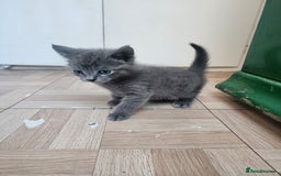 Mixed Breed cats for sale: British Shorthair mixed - Image 7