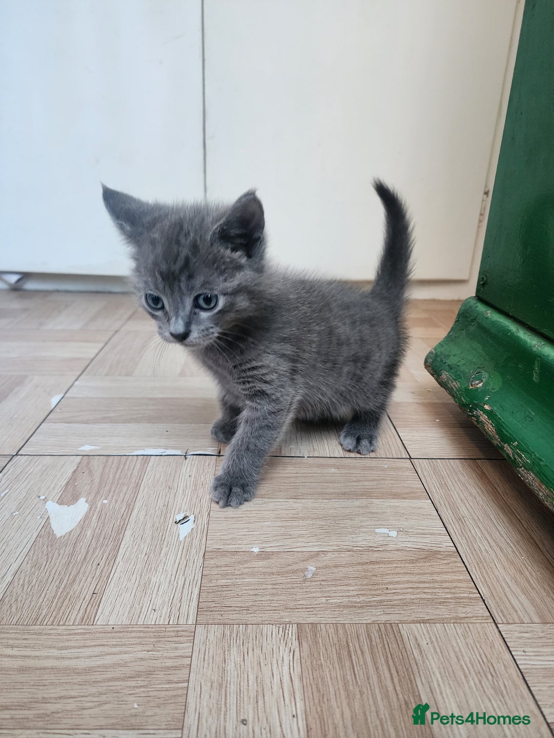 Mixed Breed cats for sale: British Shorthair mixed - Image 7