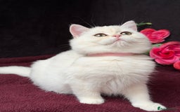 British Shorthair cats for sale: British shorthair kittens golden silver TICA - Image 15