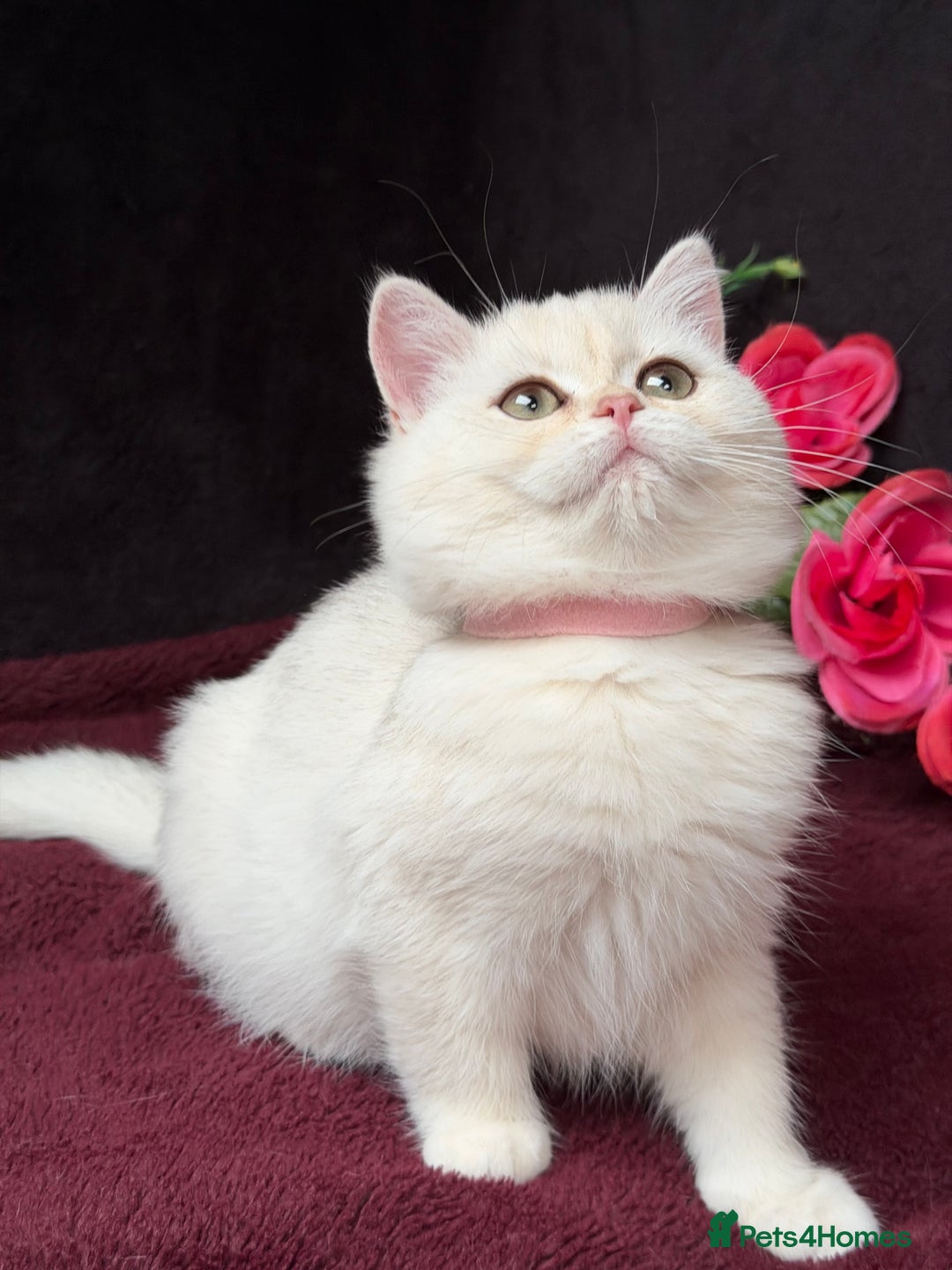 British Shorthair cats for sale: British shorthair kittens golden silver TICA - Image 15