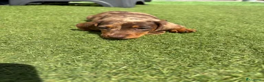 Dachshund Puppy 2