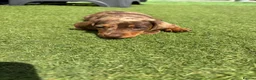 Dachshund dogs for sale: Dapple Dachshund pups  in Bridgwater - Advert 5
