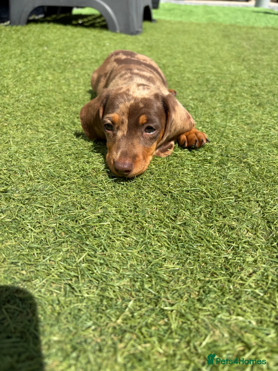 Dachshund dogs for sale: Dapple Dachshund pups  in Bridgwater - Advert 5