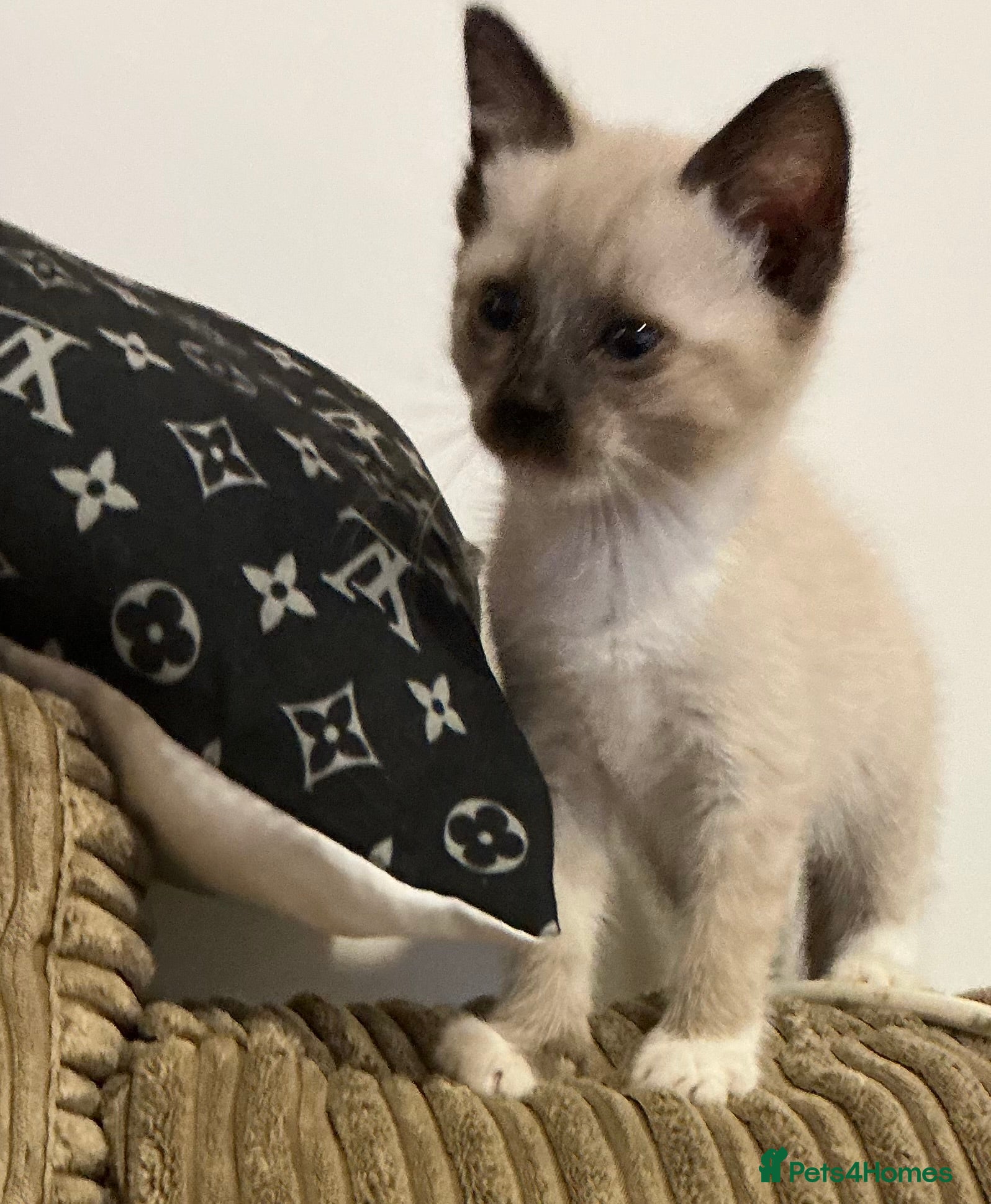 Bengal cats Kittens for sale - Advert 1